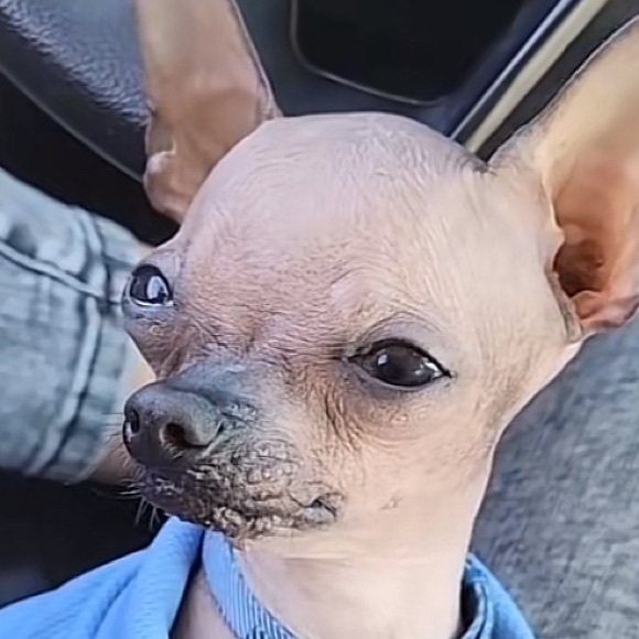 Meet your Posher, Madii - Picture 1 of 1